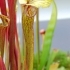 Sarracenia flava var ornata -- Gelbe Schlauchpflanze (Schlauch)